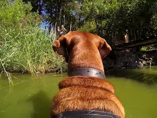 Vizsla Öcsi   GoPro #1