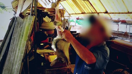 Fourrure : victimes de la mode