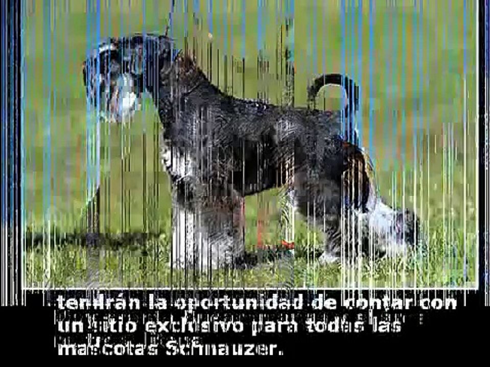 INVITACION CLUB SCHNAUZER DE BUCARAMANGA