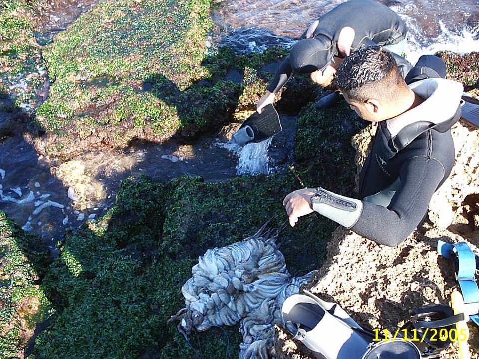 2005 Liban   Tripoli, La Ville,  Les Cèdres du Liban, Trablous,  Bcharré, Vallée Qadisha, Gibran