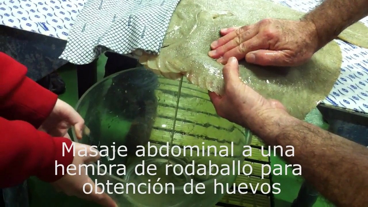 Acuicultura, rodaballo y lenguado