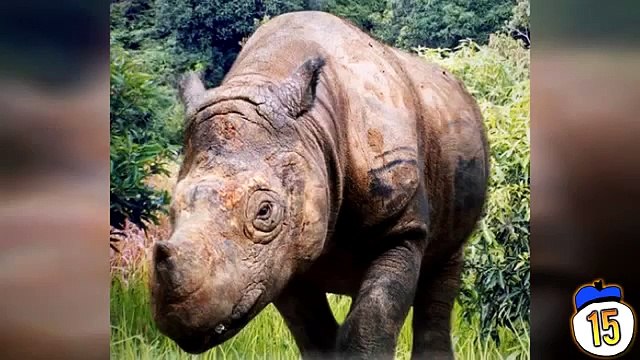 15 Rarest & Critically Endangered Animals on Earth