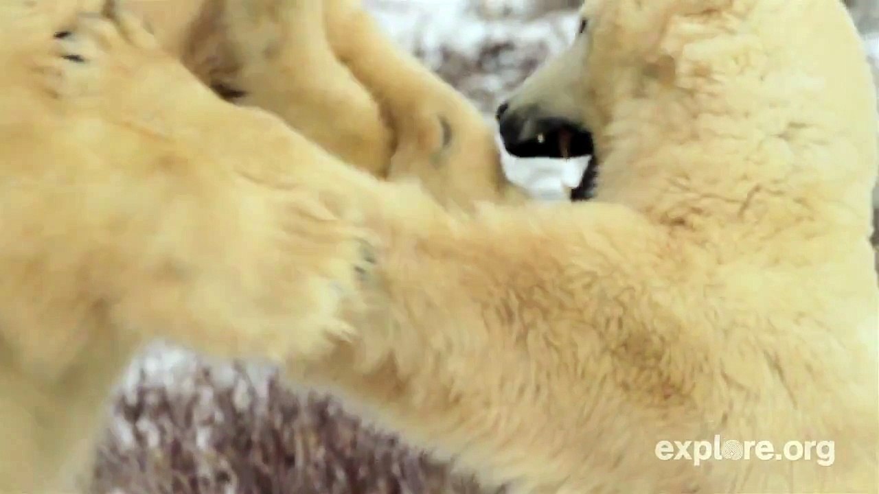 Never Stop Learning: "Polar Bear Battle"