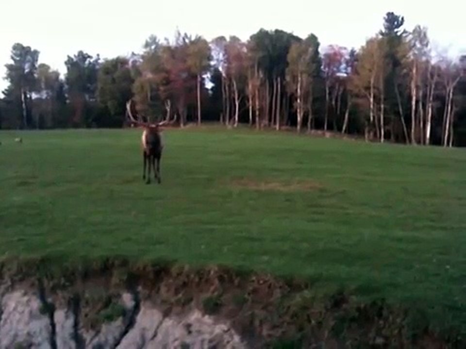 Le Wapiti au Parc Oméga en période de rut