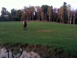 Le Wapiti au Parc Oméga en période de rut
