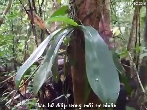 Lan hồ điệp rừng mọc trong môi trường tự nhiên - hoalansadec.com