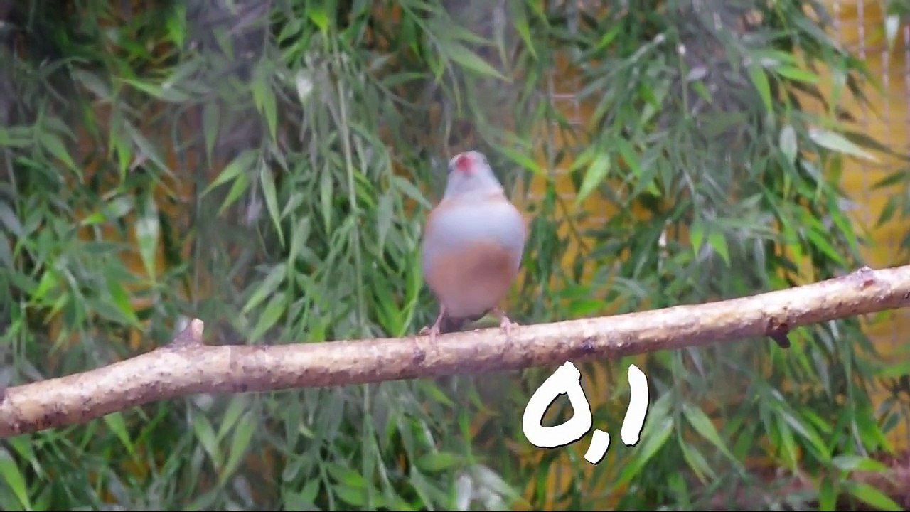 Prachtfinken- Blaukopf-Schmetterlingsfink