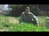 Cover Crops and Compost Crops IN Your Garden