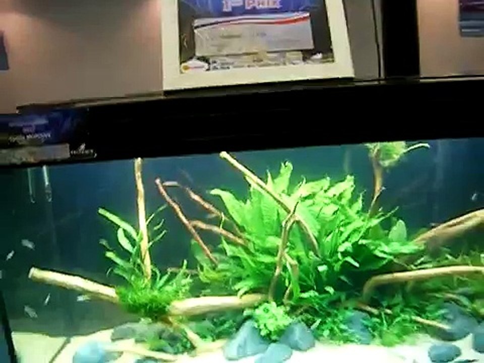 Salon Animal - Expo 2011 - 1er prix championnat d'aquariophilie 2011 - Paris