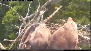 White Rock Eagle Nest Cam,  clean it up then