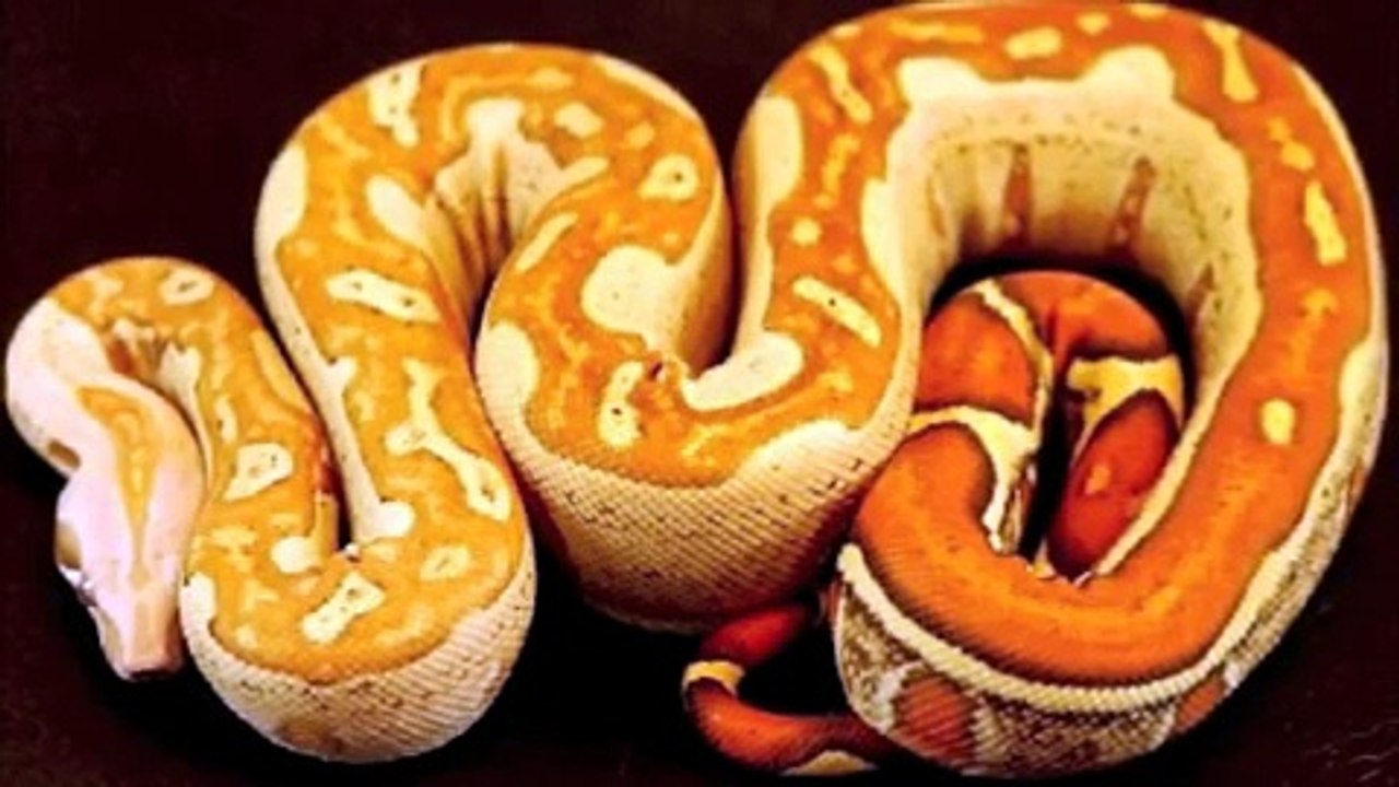 BOA MORPHS REVEALED!!!