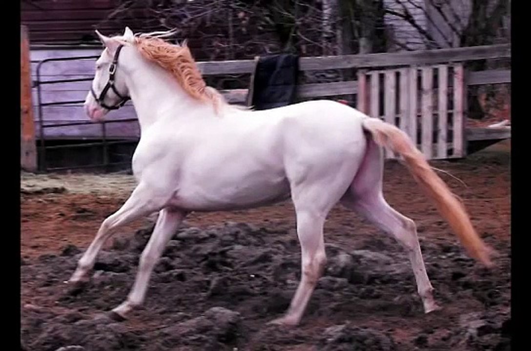 Shads and Sueno future Perlino Stallion Driving team