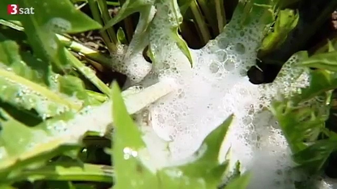 Gift auf dem Acker - Monsanto Roundup (3sat)