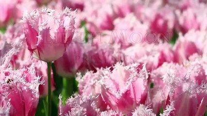 5 strand braid tutorial step by step ❤ Easy and Cute ❤