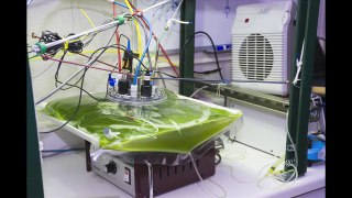 Micro-algae Biofuel Production