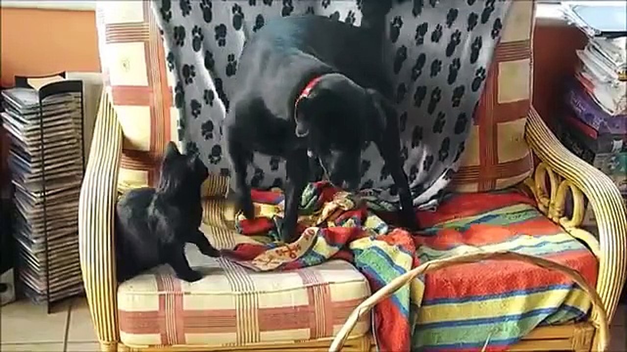 Cats vs Dogs Compilation 2014