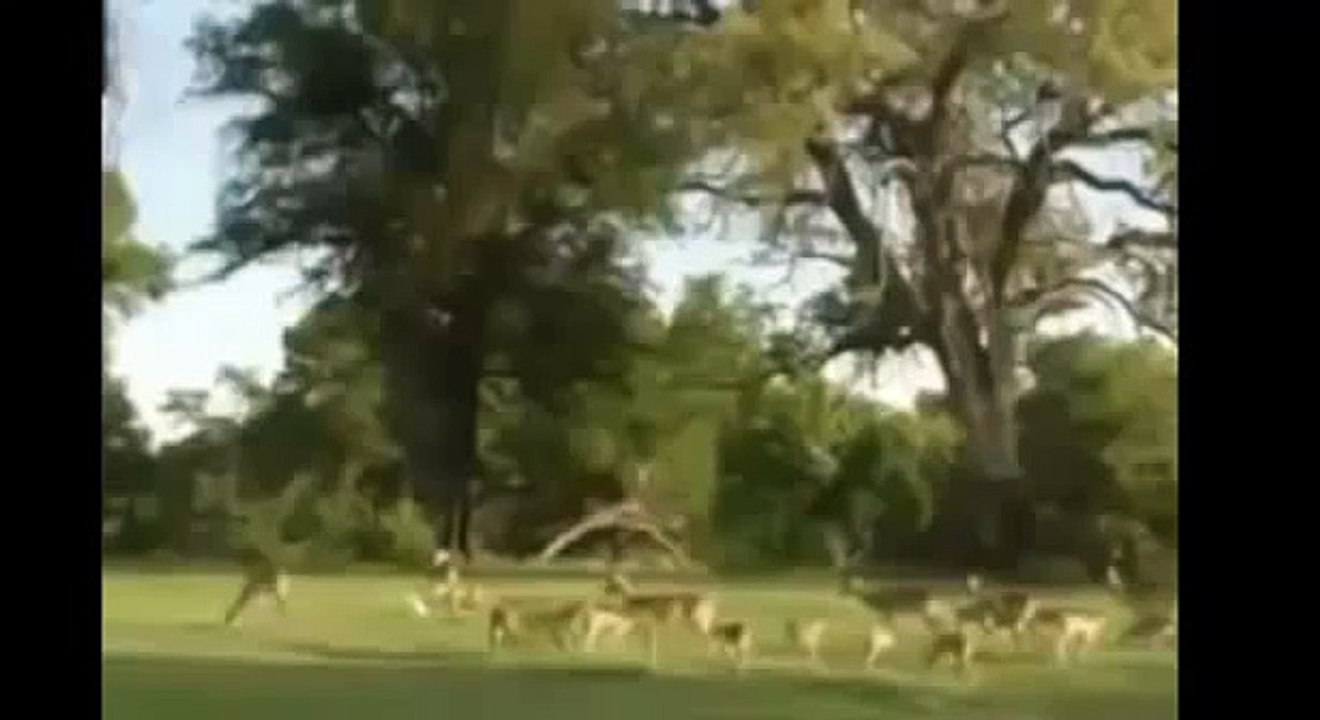 Python Kills Deer  Leopard Attack Deer   Animal Attack