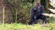 Western Lowland Gorillas: Salome and Kukena, Bristol Zoo (9th January 2012)