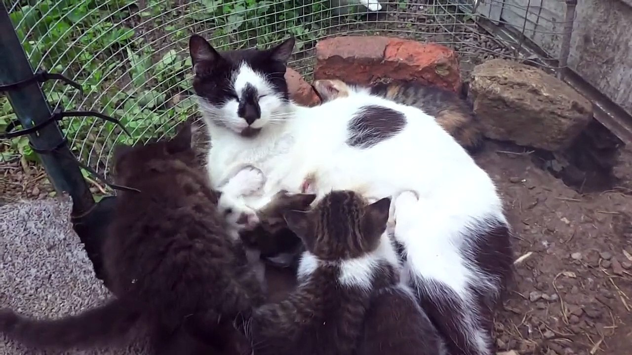Baby Kittens