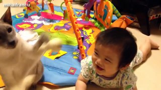 Funny Cats And Dogs Playing With Babies Compilation 2015 [NEW]