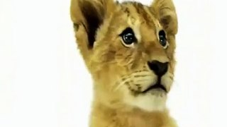 Happy Birthday, Lion Cub Style!