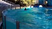 Swimming with the Dolphins - Six Flags Discovery Kingdom 2014!