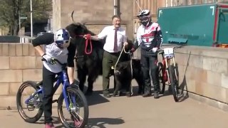 Video: Holy cow! Biker jumps cattle in amazing stunt