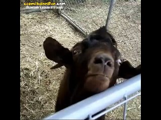 Birşeyler Anlatmaya Çalışan Keçi