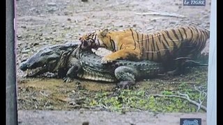 Tiger kills Crocodile.