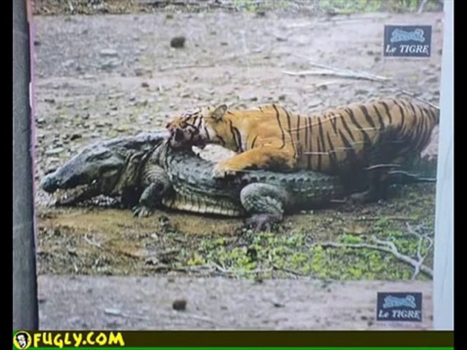 Tiger kills Crocodile.