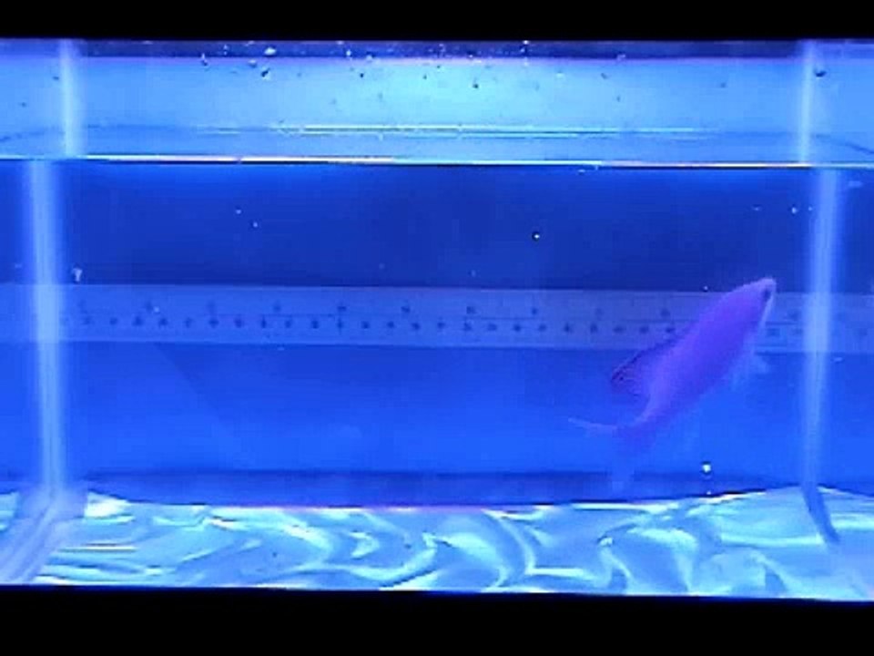 Purple Queen Anthias #2