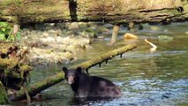 Black Bear Catches Salmon in the Great Bear Rainforest