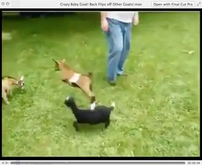 Crazy Baby Goat! Flying Kick to Other Goats
