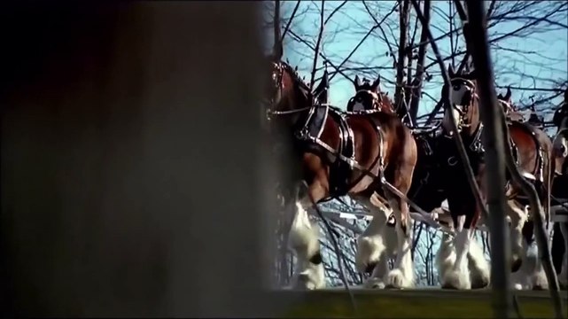Budweiser Super Bowl Commercial Clydesdales 9/11 Tribute 2011
