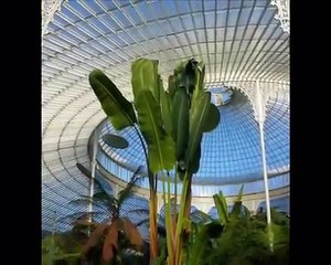Kelvinside Botanic Gardens, Glasgow