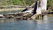 Grizzly Bear fishing in the Great bear Rainforest