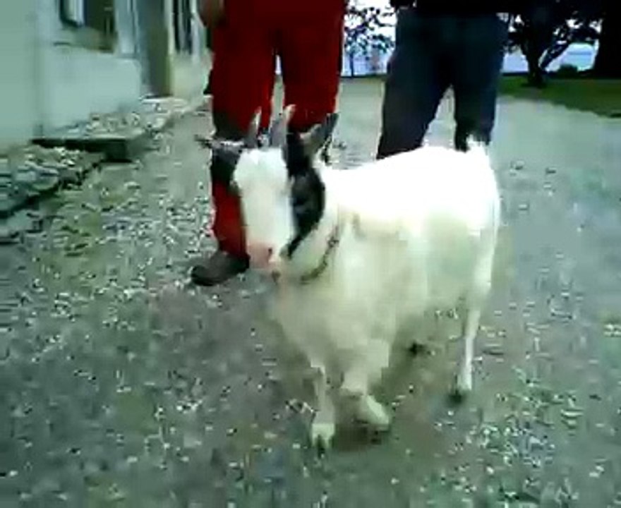 La chèvre