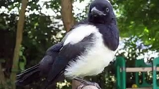 Magpie, Elster