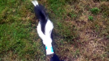 Poor skunk gets yogurt cup stuck on its head!!!! So cute