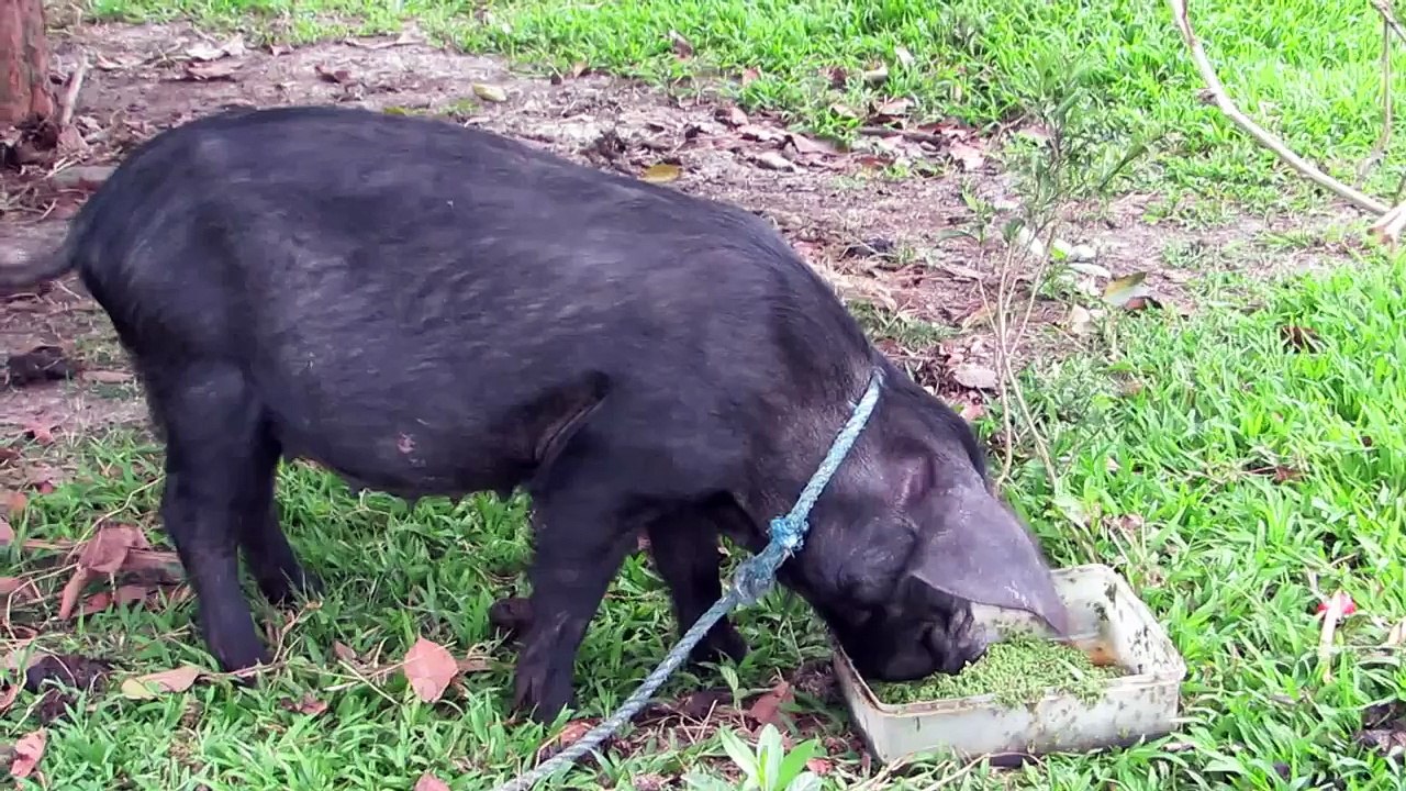 Baboy eating Azolla
