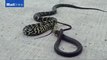 Snake Swallows another snake in China