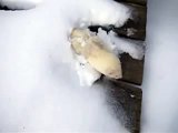 Ferrets Tunneling In Snow