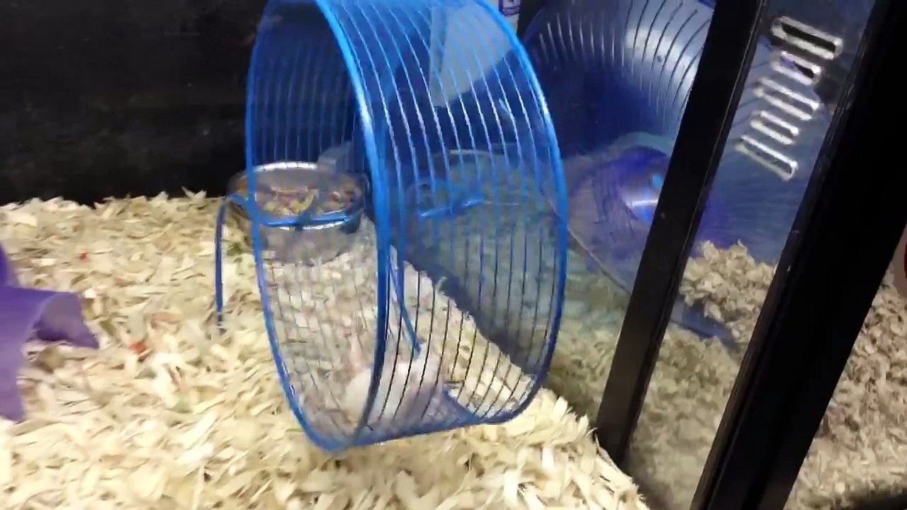 Go mouse go!