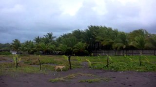 PLAYA GARITA PALMERA FOTOS