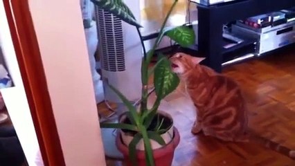 My cat Kiki eating plants