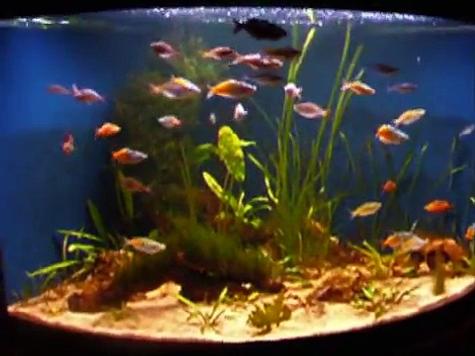Our Rainbowfish