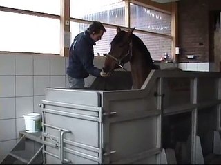 Hermine Aquatraining