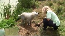Golden Retriever - Training mit Frauke Burkhard am 08.08.2010