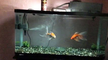 Comet Goldfish in a 35 gallon tank
