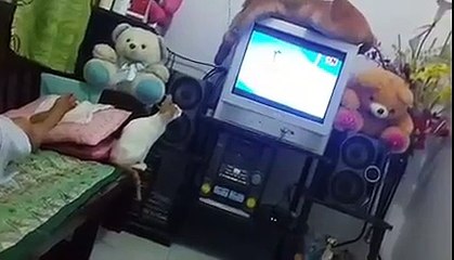 THIS KITTEN LOVES CARTOON NETWORK...